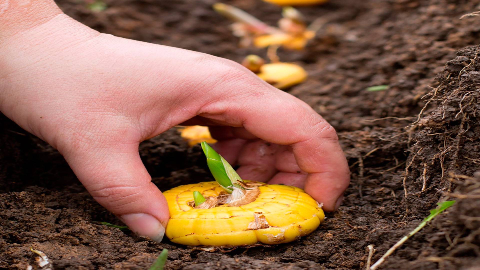 Посадка кукурузы: как сажать в открытый грунт на даче весной, секреты правильного посева семенами, схемы и видео
