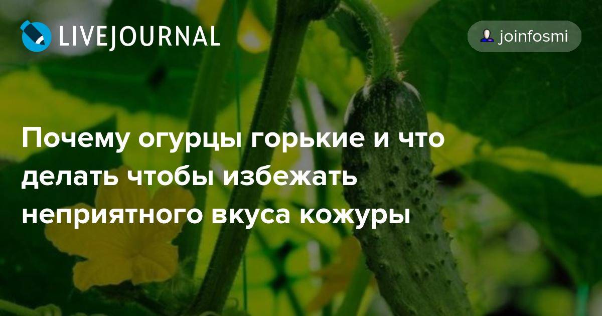 Почему вянут листья на огурцах, чем помочь - дачные советы.ру
