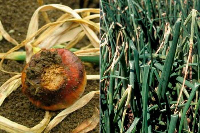 Почему гниет лук изнутри: как сохранить урожай на грядках, при хранении