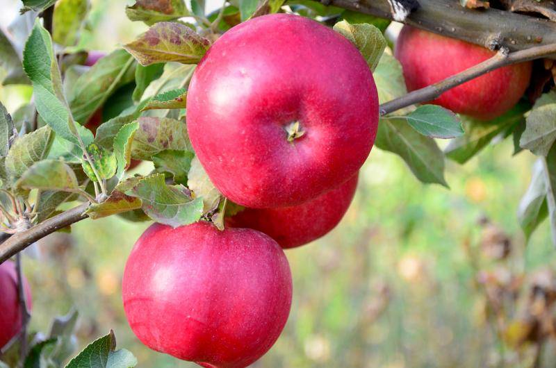Описание и технология выращивания яблони сорта горнист