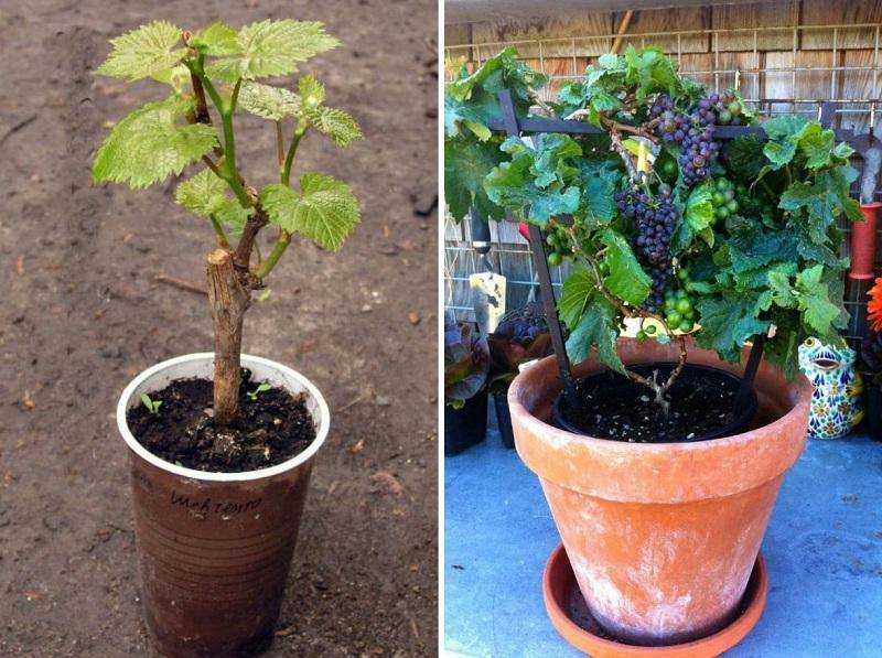 Как вырастить виноград из косточки | polemo.ru - дача, огород и сад.