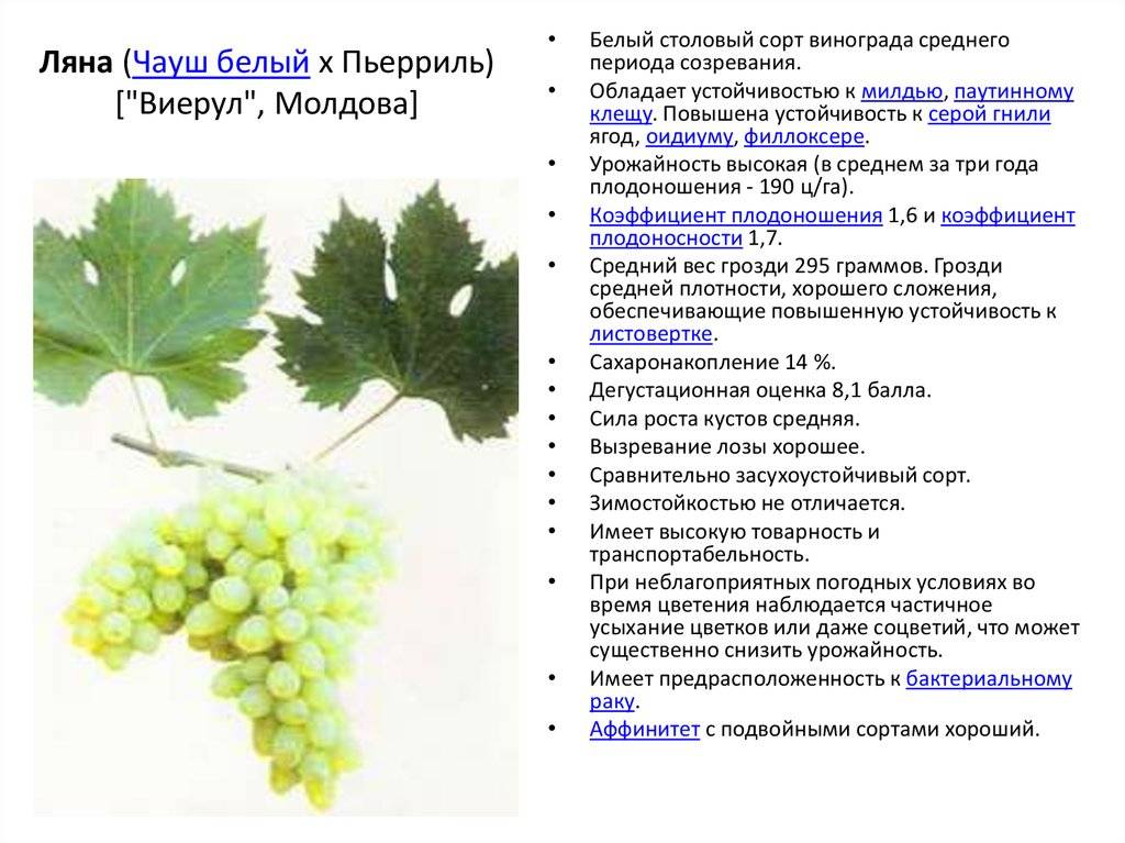 Виноград шардоне, описание сорта характеристика