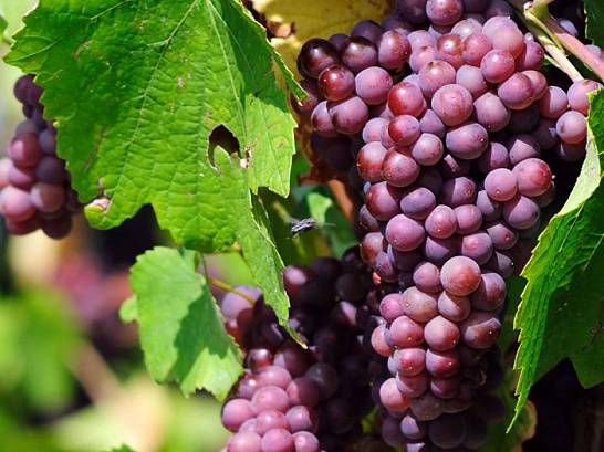 Особенности винограда «тайфи»: описание сорта, польза, калорийность, возможный вред