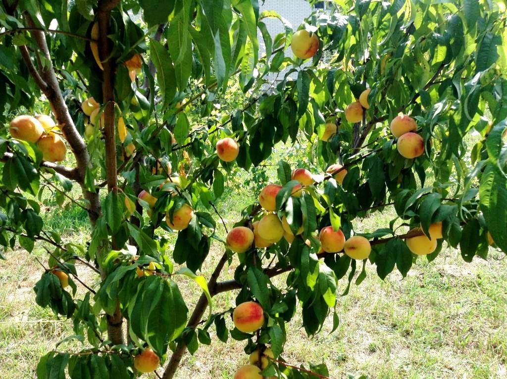 О сортах персика: для средней полосы, посадка, выращивание и уход