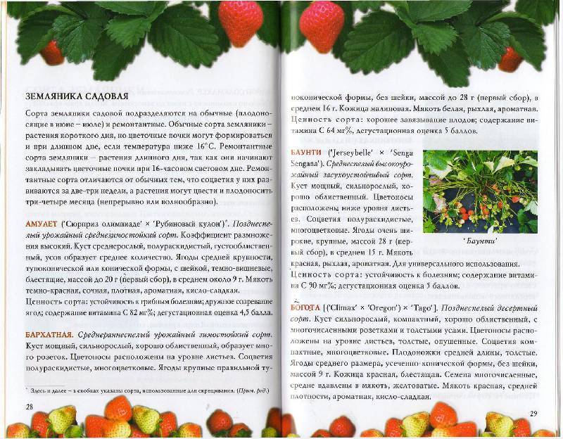 Сорт клубники альба – характеристика и описание, отзывы садоводов, фото