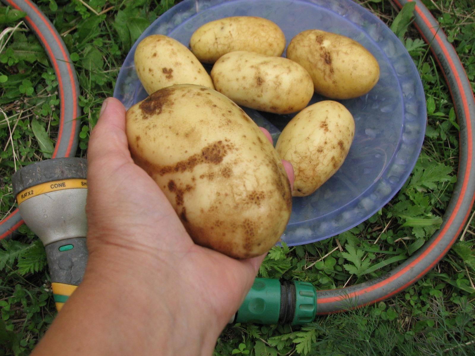 Картофель латона: описание сорта, характеристики, фото