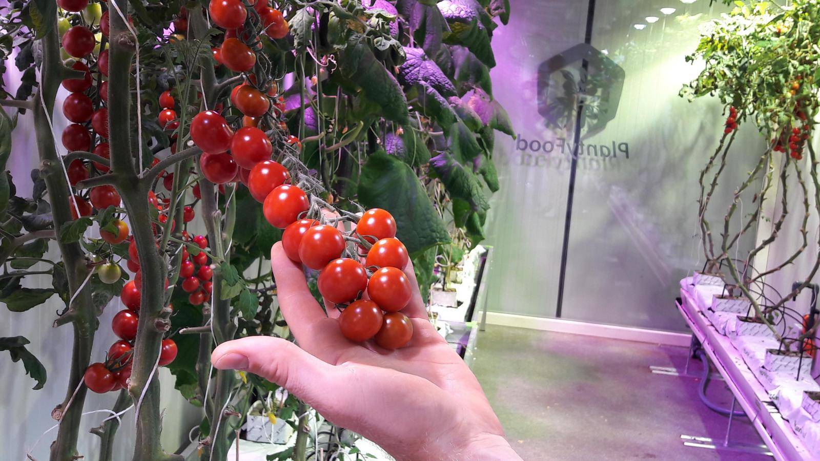 Новые самые урожайные голландские сорта помидор