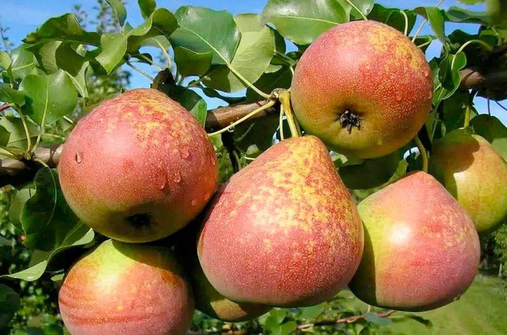 Груша москвичка: подробное описание и характеристика плодового дерева