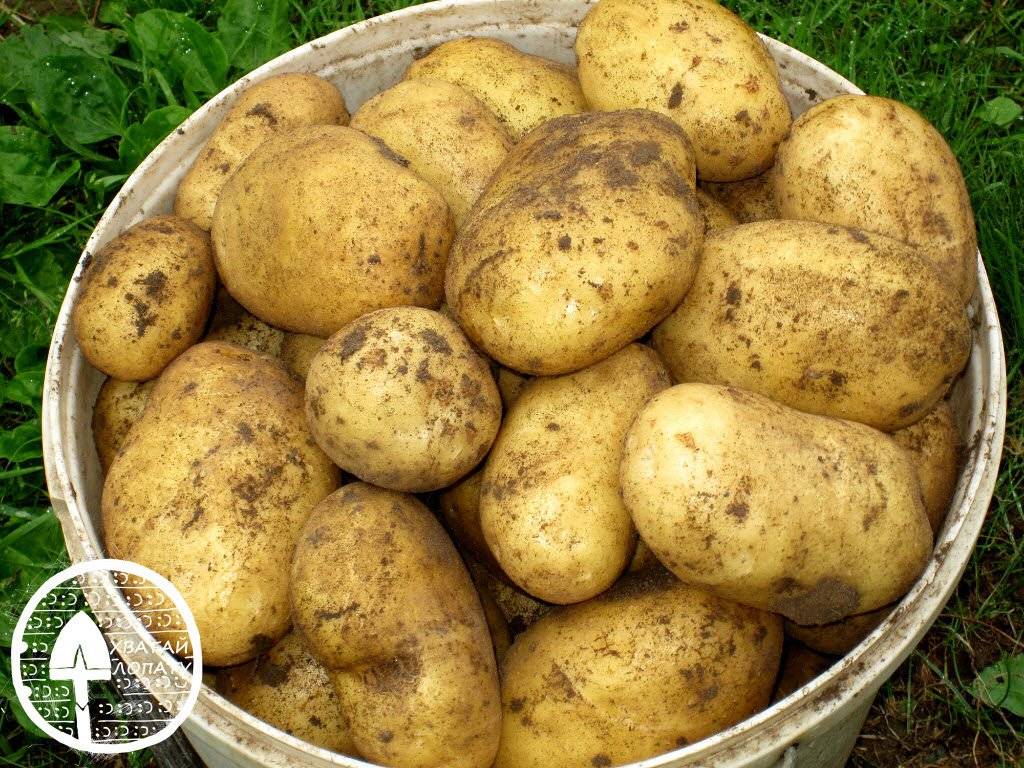 Адретта – картофель, являющийся эталоном вкуса. характеристика сорта, фото, особенности выращивания