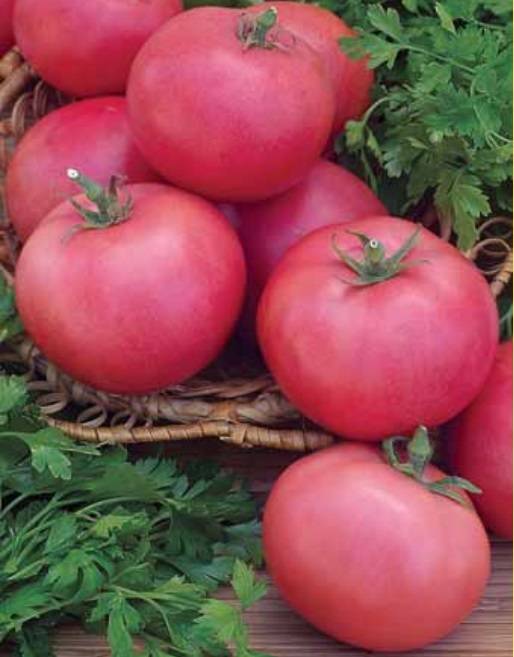 Серия томатов «гибрид тарасенко»: отзывы, фото, урожайность