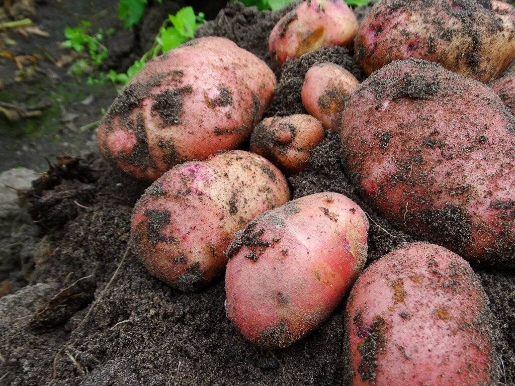 Описание черного картофеля, полезные свойства, сорта, особенности посадки и ухода