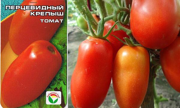 Выращивание, характеристика и описание томата перцевидный