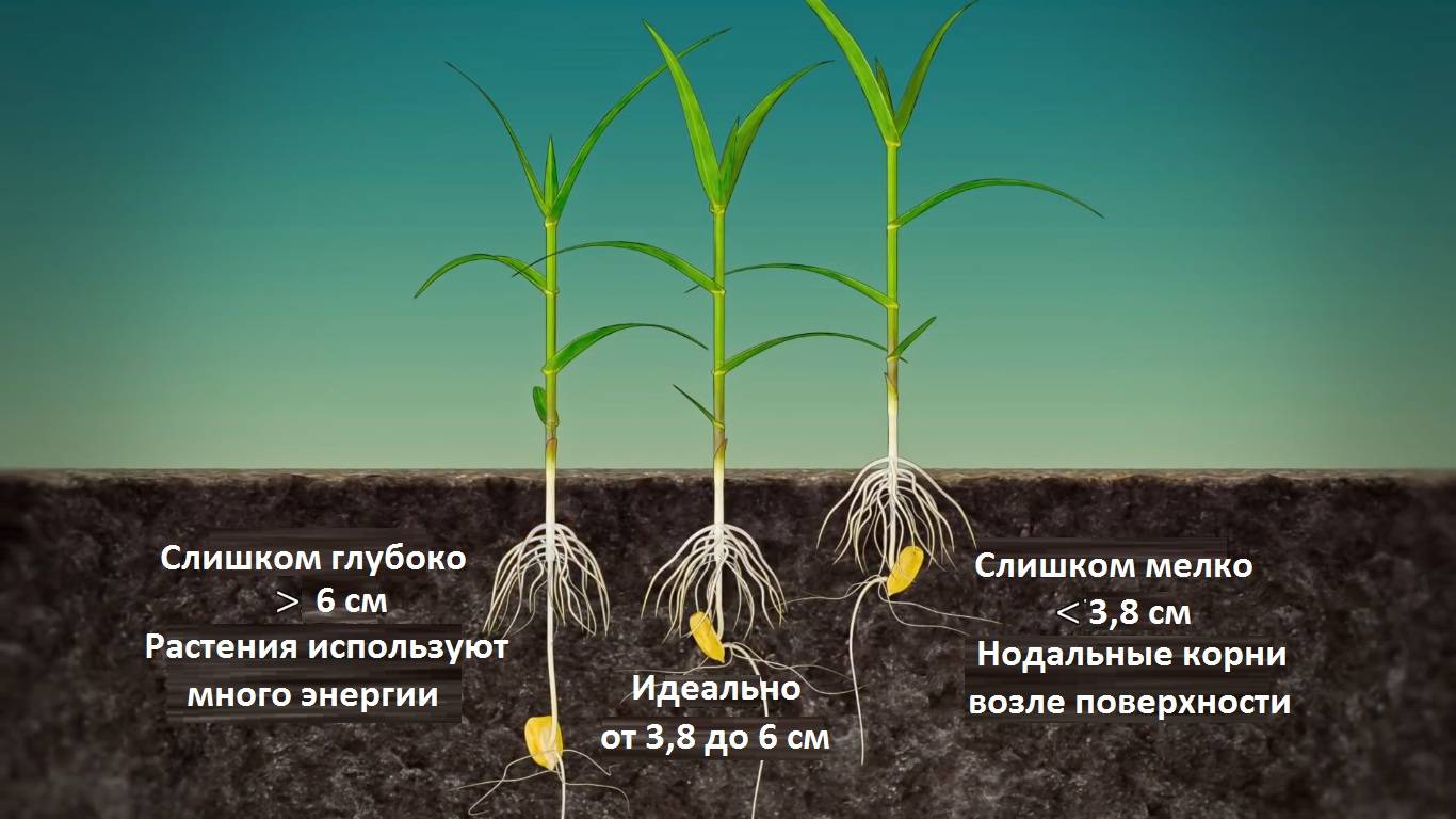 Как подготовить семена и засеять участок, соблюдая норму высева кукурузы?