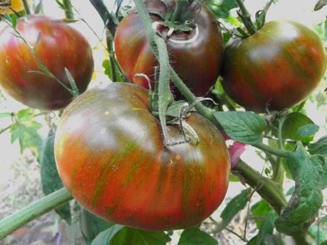 Самые необычные сорта томатов в стиле тай-дай с фото и описанием