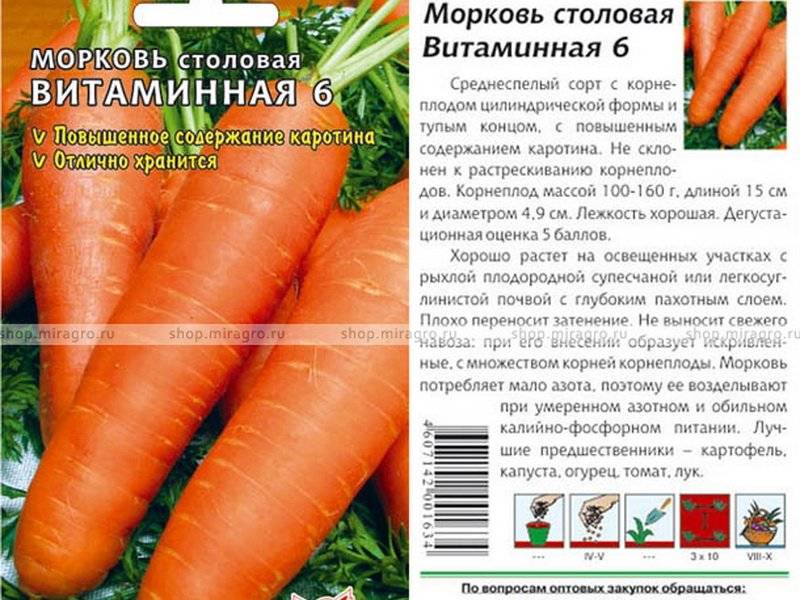 Морковь - раннеспелая и позднеспелая, сорта