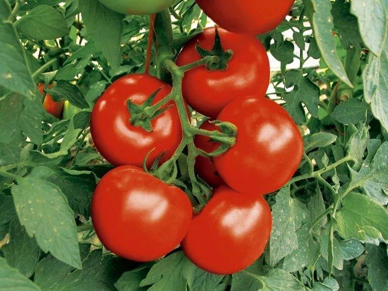 Сорта помидоров для краснодарского края, открытый грунт