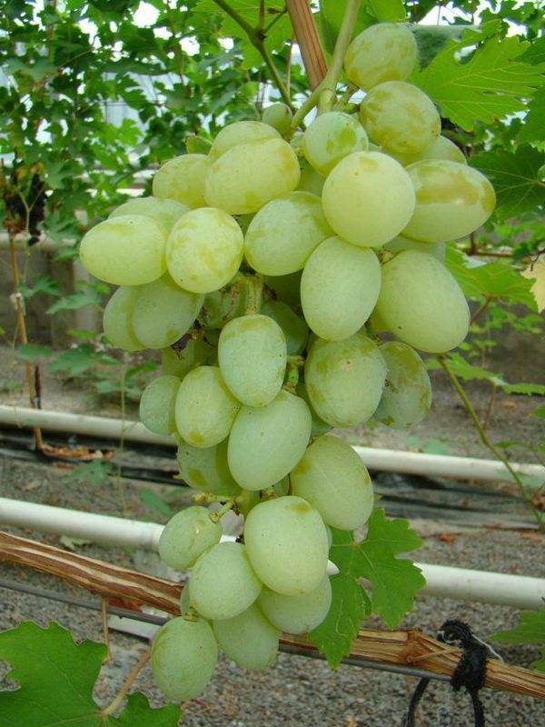 Сорт винограда «богатяновский», описание, фото и видео