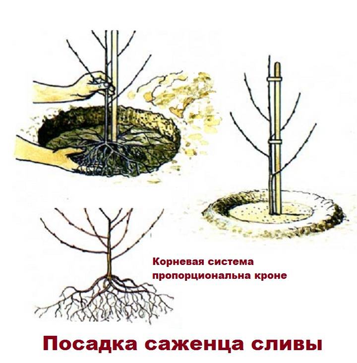 Как посадить черешню