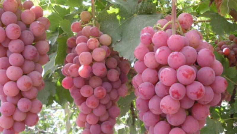 Виноград тайфи: описание и характеристики сорта, выращивание и размножение