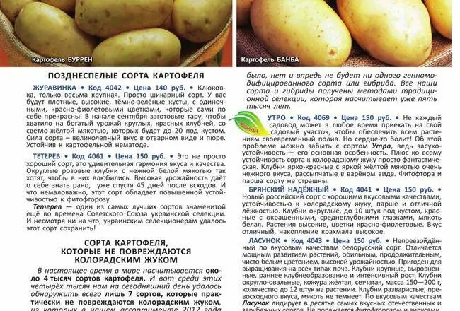Картофель крепыш: описание и характеристики сорта, посадка и уход, отзывы с фото