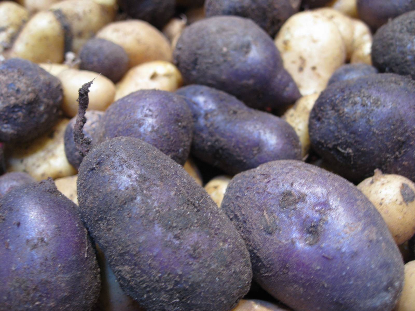 Фиолетовая картошка сорта, полезные свойства