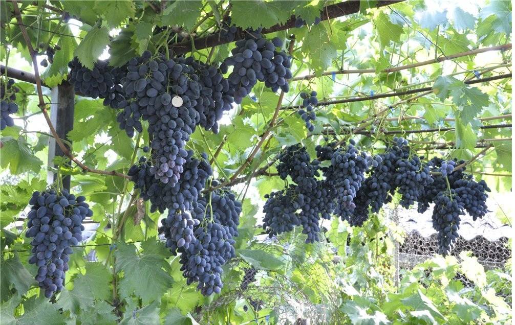 Описание винограда сорта Надежда Азос, правила выращивания и советы по уходу