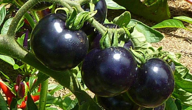 Томат черная гроздь f1 — описание и характеристики раннеспелого сорта