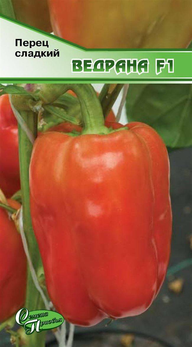 Характеристика и описание гибрида перца геркулес f1, выращивание и уход
