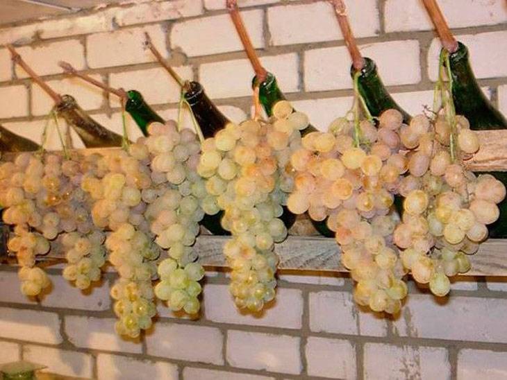 Как сохранить виноград надолго: правила