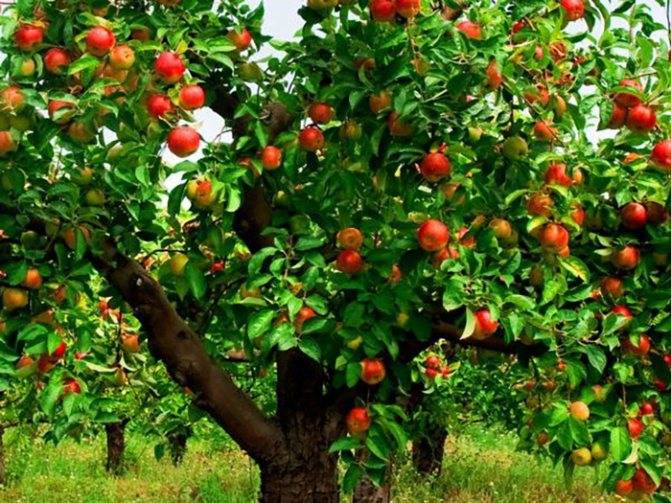 Почему яблони плодоносят через год и как заставить яблоню плодоносить ежегодно