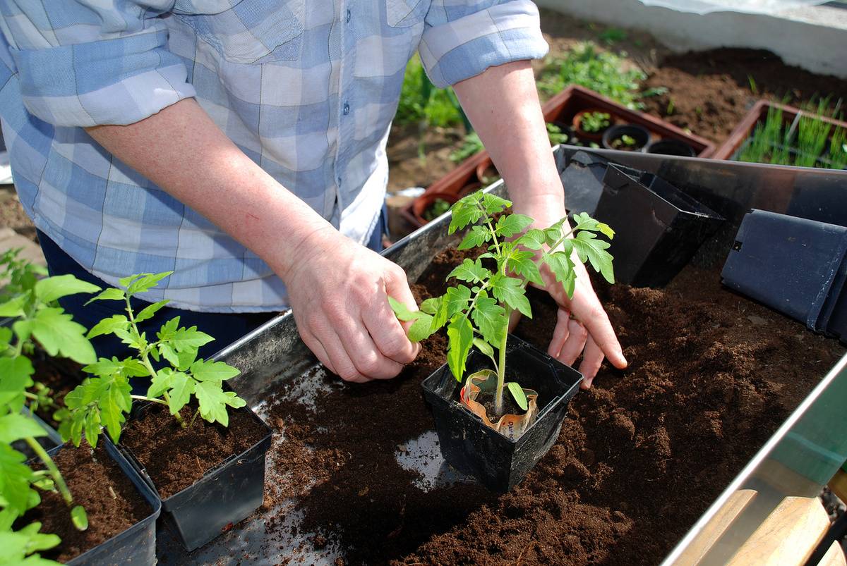 Как вырастить помидоры в квартире на подоконнике или балконе: правила посева и ухода, лучшие сорта