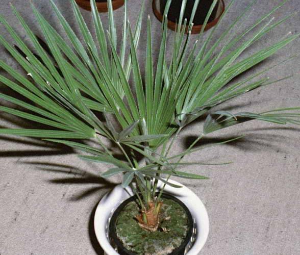 Хамеропс: фото, таблица ухода за пальмой в домашних условиях