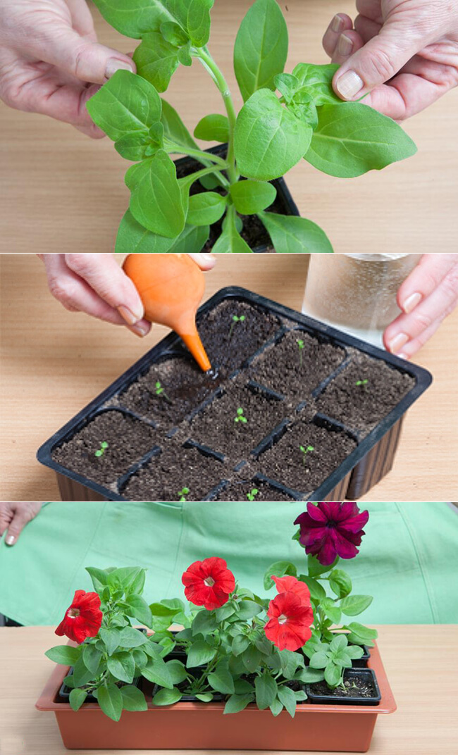 Условия выращивания петунии | цветок в доме