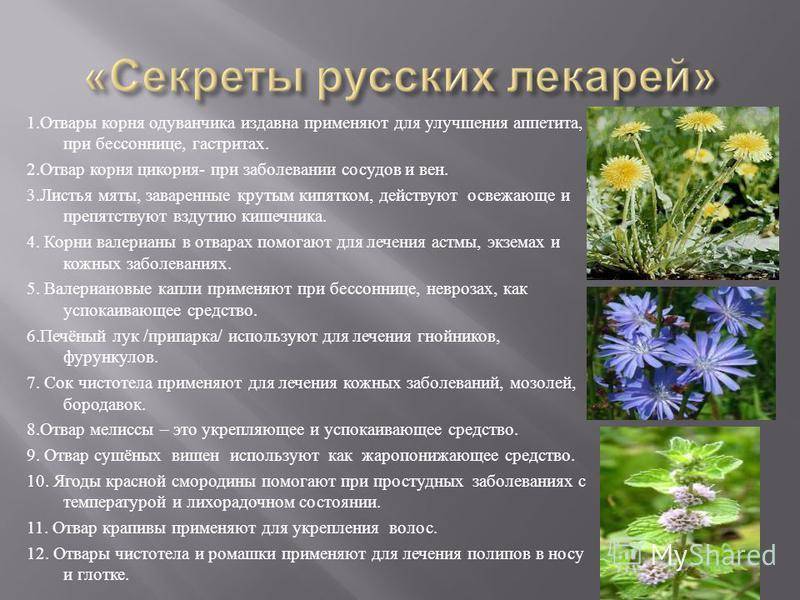 Цикорий обыкновенный: как выглядит растение, лечебные свойства корня, травы, противопоказания, применение, фото