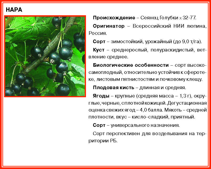 Смородина голубка: описание сорта черной смородины, выращивание - посадка и уход