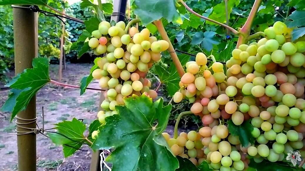 Можно ли подкормить виноград