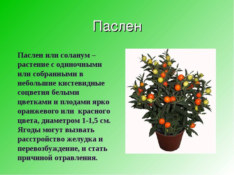 Паслён — Solanum (Соланум)
