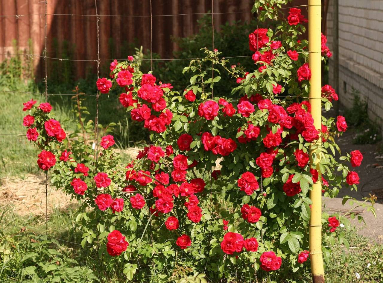 Роза санта: плетистая, фото, описание, уход и выращивание | qlumba.com