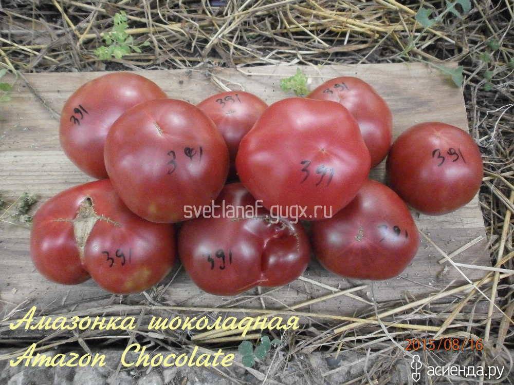 Шоколадный: описание сорта томата, характеристики помидоров, выращивание