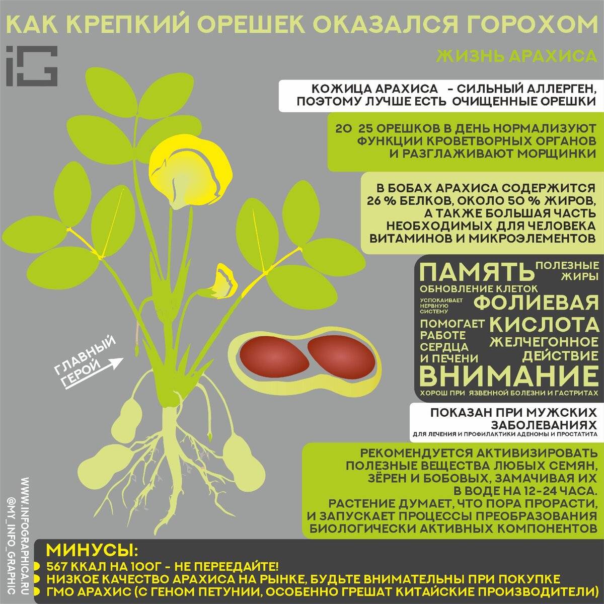 Арахис: выращивание в открытом грунте, посадка и уход