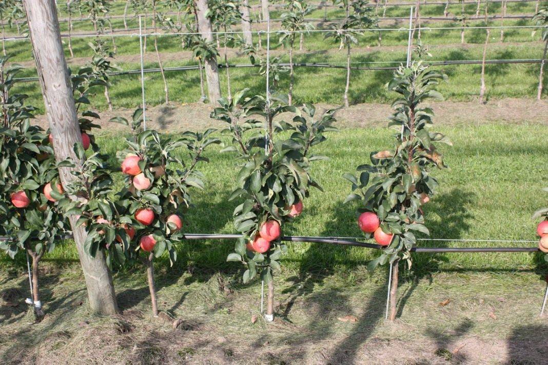 Колонновидные яблони от а до я: как выбрать, посадить и вырастить