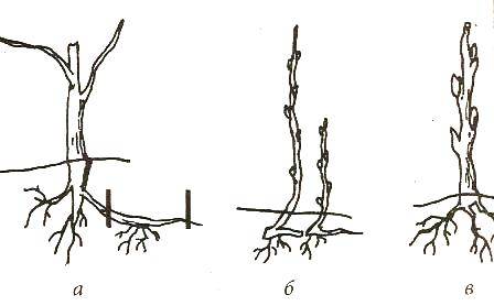 Войлочная вишня: посадка и уход, выращивание, обрезка, фото