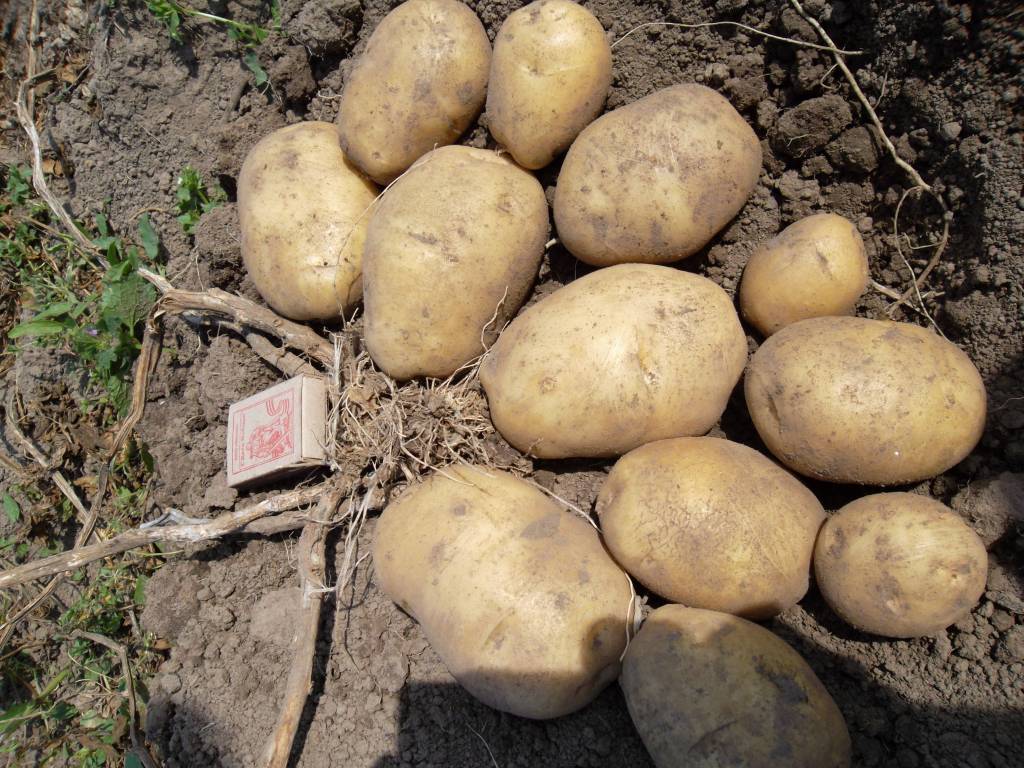 Описание ранней картошки джувел — когда собирать урожай