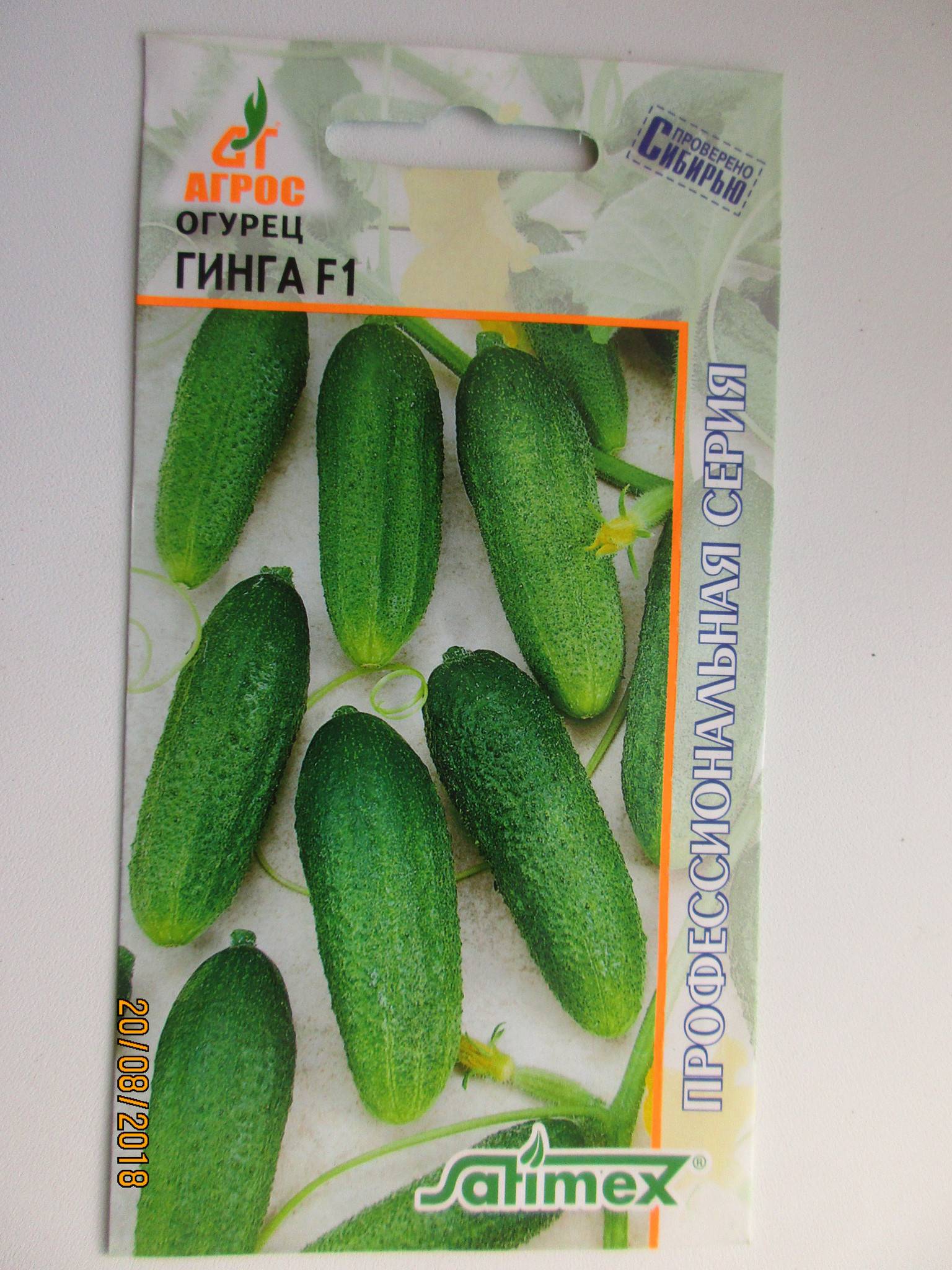 Огурец гинга f1 – высокоурожайный гибрид с отличным вкусом плодов