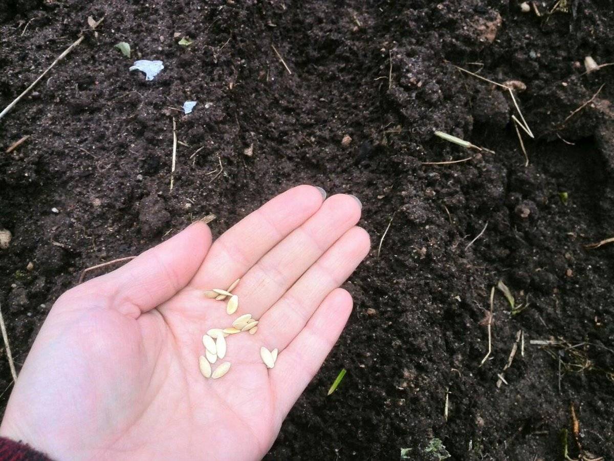 Когда и как сажать огурцы семенами в грунт: видео и дачные советы — как сажать семена огурцов в открытый грунт — про огород
