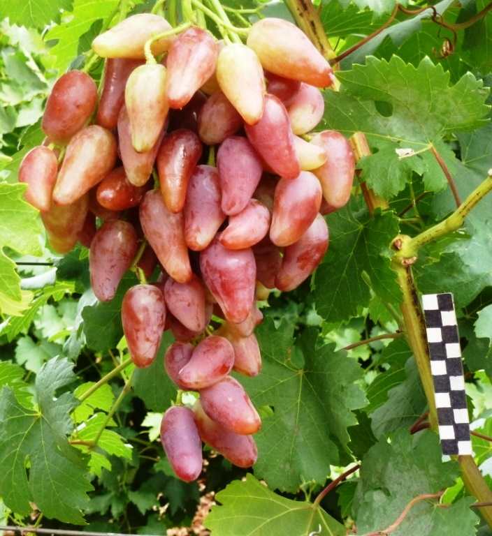 Виноград розовый дубовский: описание и характеристика сорта, выращивание и уход, болезни