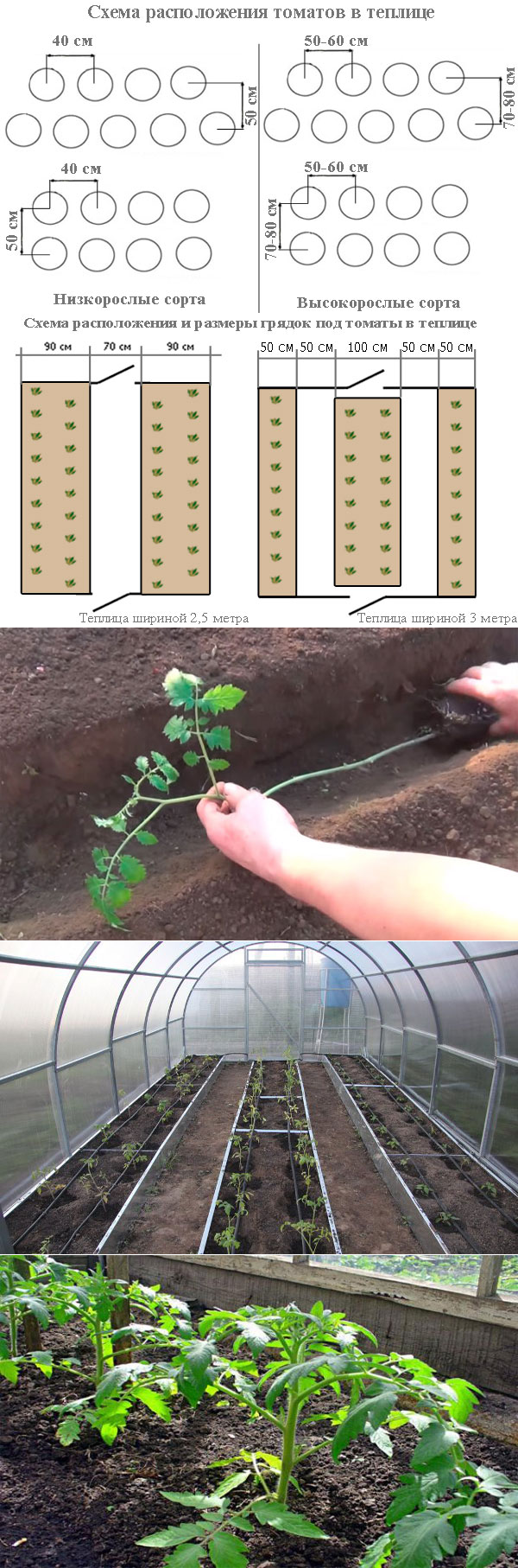 Схема посадки томатов в теплице: на каком расстоянии сажать помидоры в теплице для богатого урожая.
