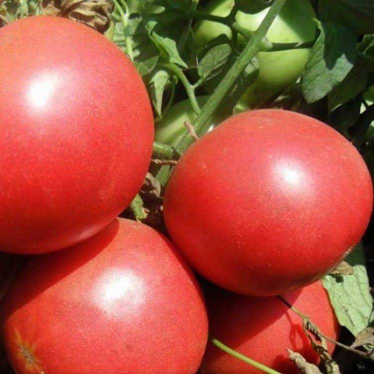 Томат торбей f1 — среднеранний высокоурожайный улучшенный сорт
