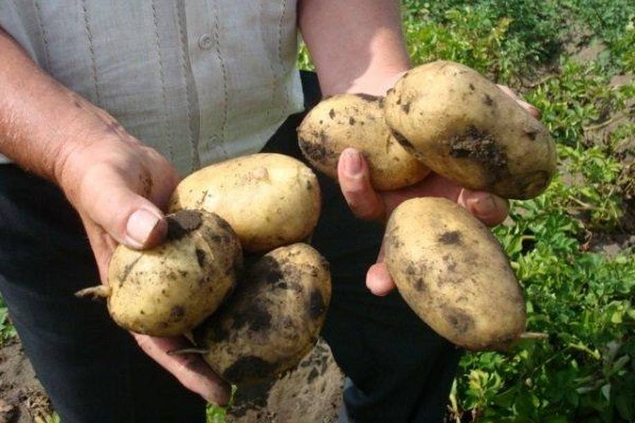 Картофель джувел: описание и характеристика сорта, урожайность с фото
