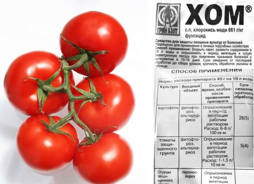 Лучшие фунгициды для томатов против фитофтороза – рейтинг, преимущества и нормы внесения - ria-m.tv